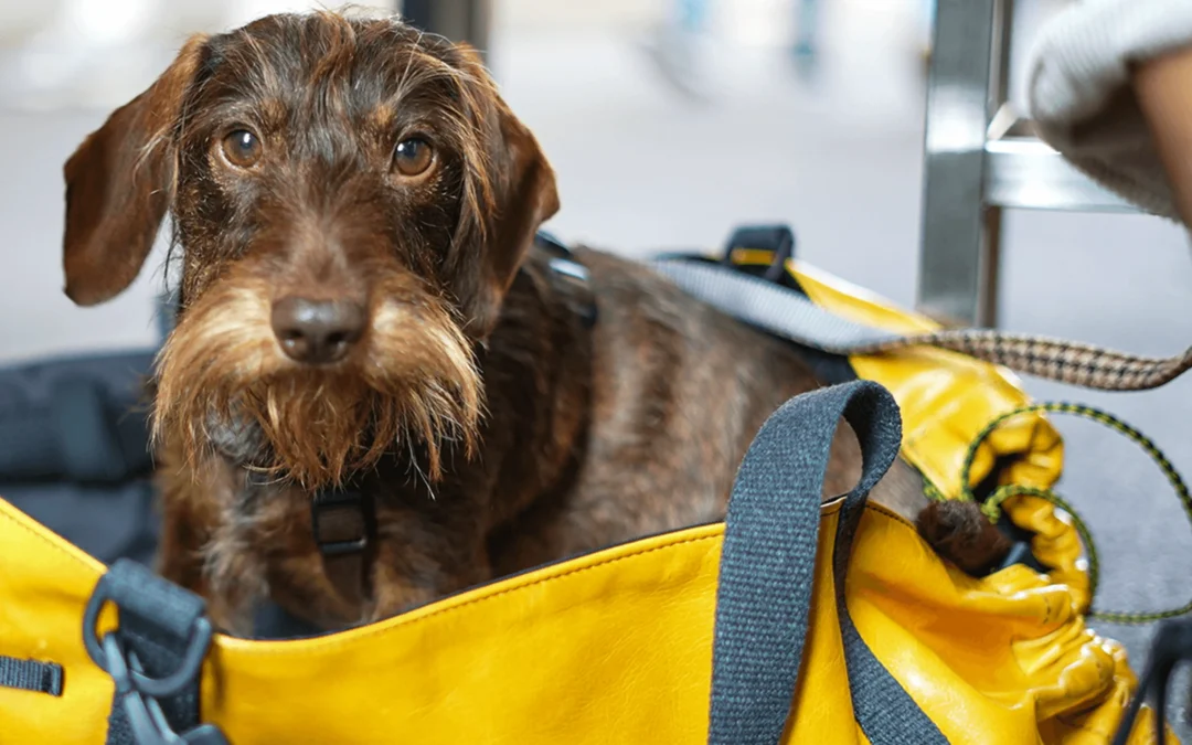 Case history di un e-commerce di successo: Ugo for dogs